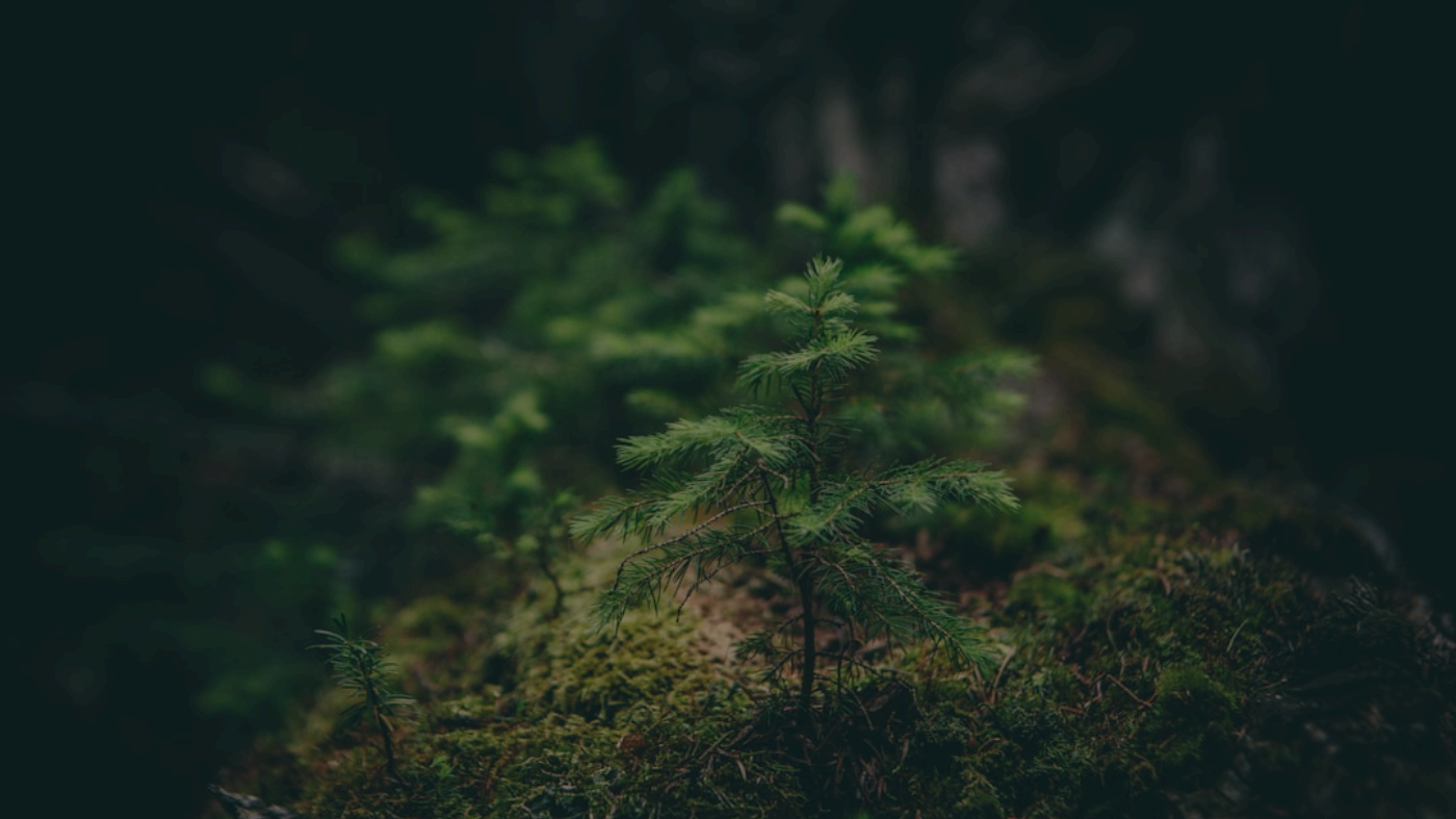Getting Started with AI Image Generation Getting Started with AI Image Generation